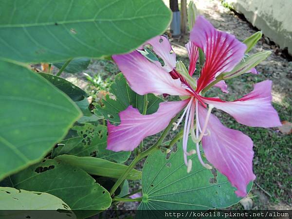 104.11.15 新竹公園-豔紫荊2.JPG