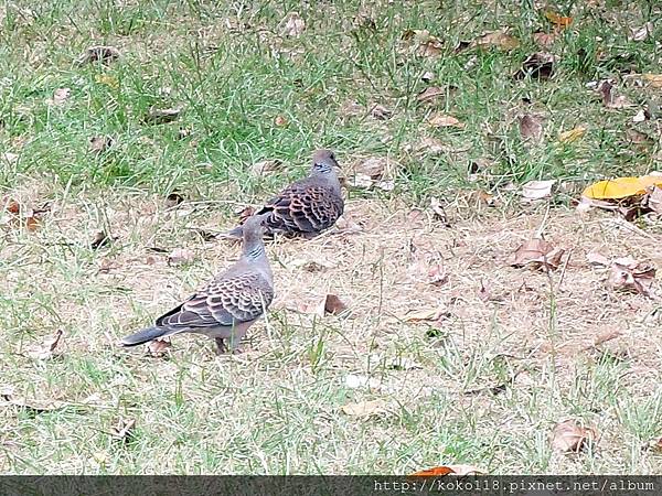 104.11.21 護城河親水公園-金背鳩.JPG