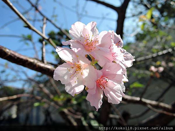 104.11.22 新竹公園-櫻花9.JPG