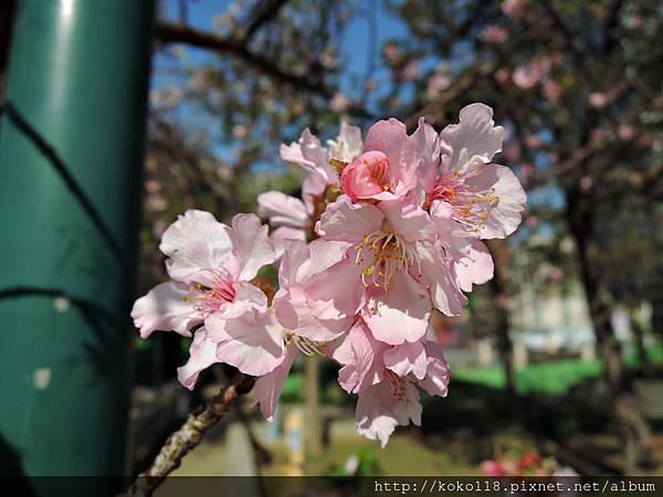 104.12.12 新竹公園-櫻花2.JPG