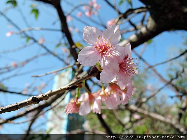 104.12.12 新竹公園-櫻花5.JPG