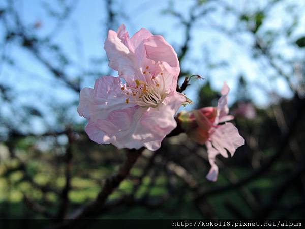 104.12.12 新竹公園-櫻花9.JPG