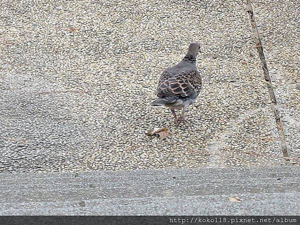 104.12.26 新竹公園-金背鳩1.JPG