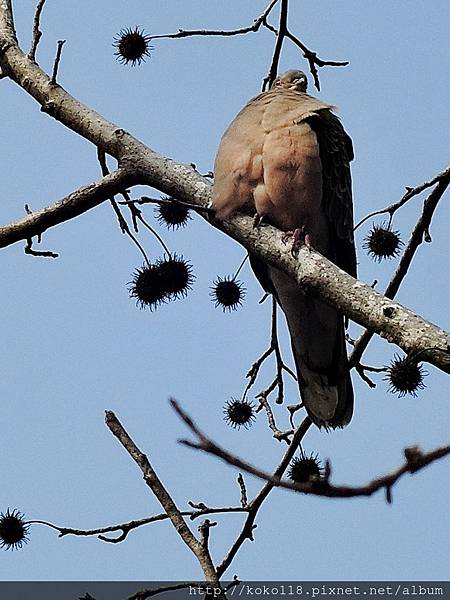 105.1.9 新竹公園-金背鳩,楓香1.JPG