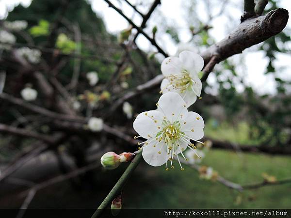 105.1.10 清華大學梅園-梅花1.JPG