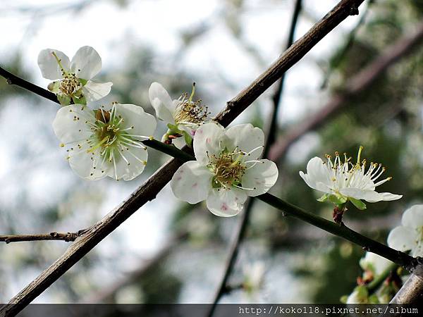 105.1.10 清華大學梅園-梅花11.JPG