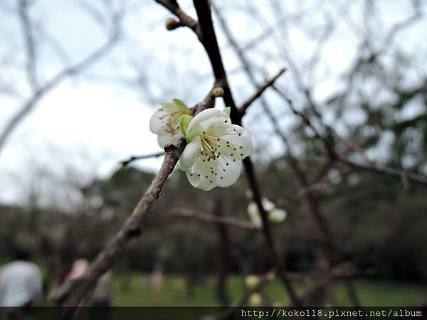 105.1.10 清華大學梅園-梅花32.JPG