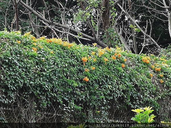 105.1.16 新竹市中正網球場-炮仗花24.JPG