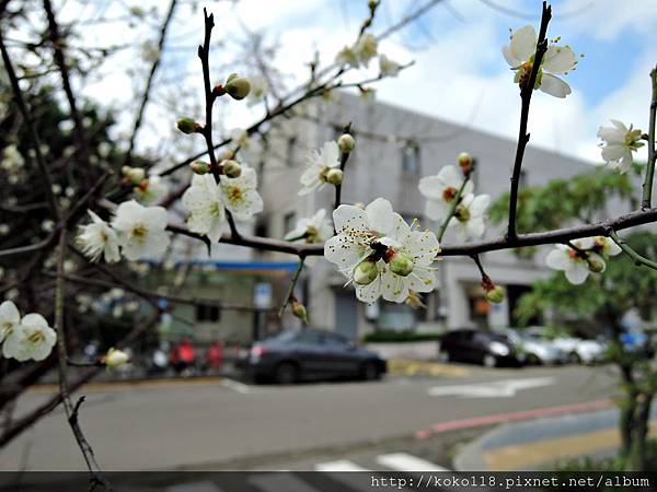 105.1.16 新竹市府後街停車場-梅花26.JPG