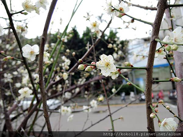 105.1.16 新竹市府後街停車場-梅花31.JPG