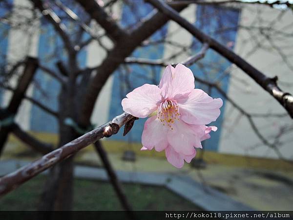 105.1.31 新竹公園-櫻花1.JPG