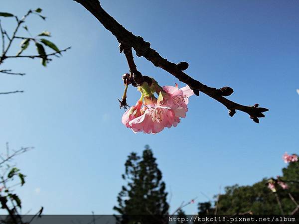 105.1.31 新竹公園-櫻花11.JPG