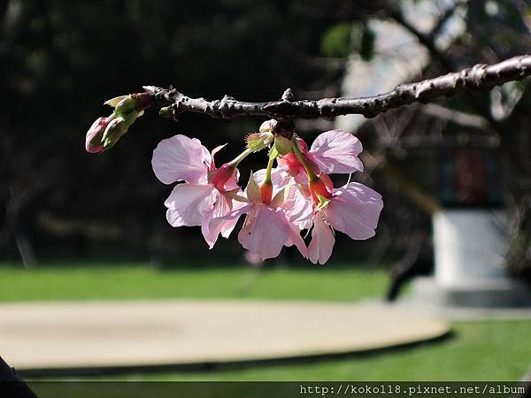 105.1.31 新竹公園-櫻花12.JPG