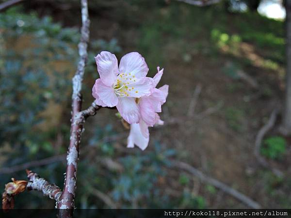 105.1.31 新竹公園-櫻花15.JPG