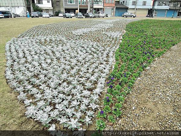 105.2.12 樹林頭春節花海-銀葉菊.JPG