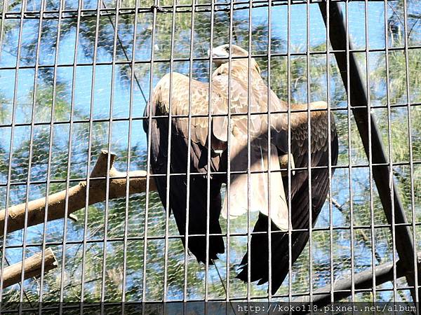 105.2.13 新竹市立動物園-大冠鷲3.JPG