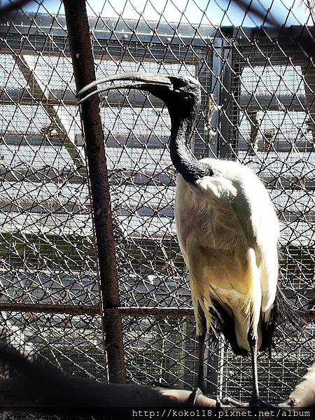 105.2.13 新竹市立動物園-埃及聖朱鷺.JPG