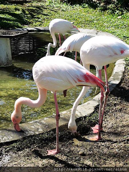 105.2.13 新竹市立動物園-智利紅鶴3.JPG