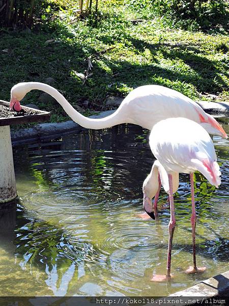 105.2.13 新竹市立動物園-智利紅鶴4.JPG