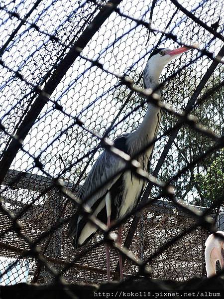 105.2.13 新竹市立動物園-蒼鷺.JPG