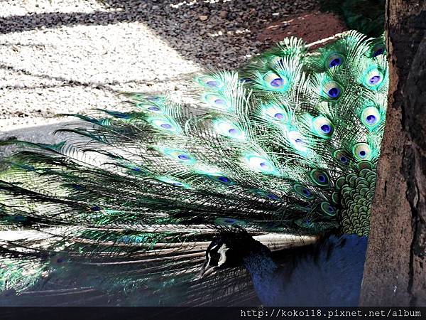 105.2.13 新竹市立動物園-藍孔雀4.JPG