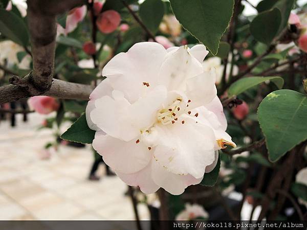 105.2.21 絕妙好茶-新竹公園茶花展16.JPG