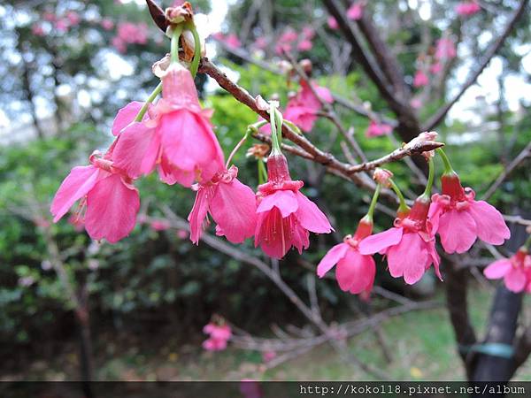 105.2.21 新竹公園-山櫻花.JPG