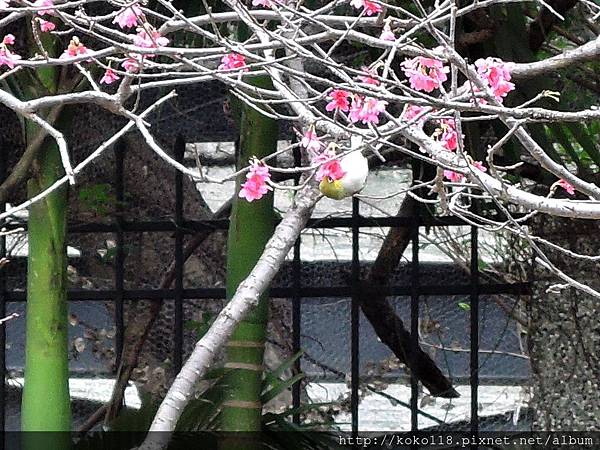 105.2.21 新竹公園-山櫻花,綠繡眼10.JPG