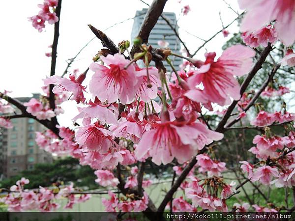 105.2.21 新竹公園-寒櫻12.JPG