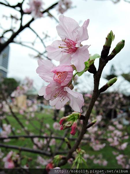 105.2.21 新竹公園-河津櫻24.JPG