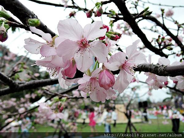 105.2.21 新竹公園-河津櫻25.JPG