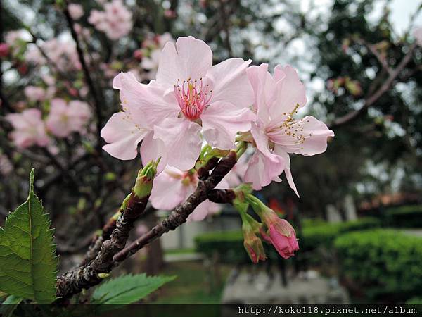 105.2.21 新竹公園-河津櫻36.JPG