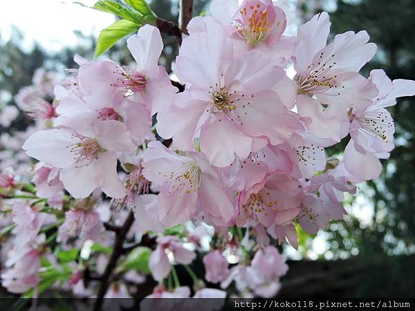 105.2.28 新竹公園-河津櫻14.JPG