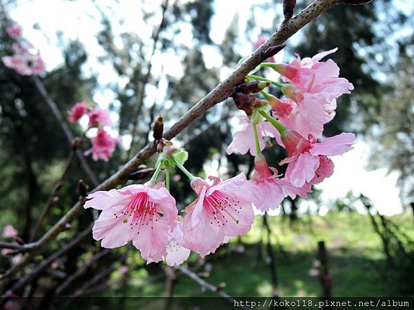 105.2.28 新竹公園-寒櫻.JPG