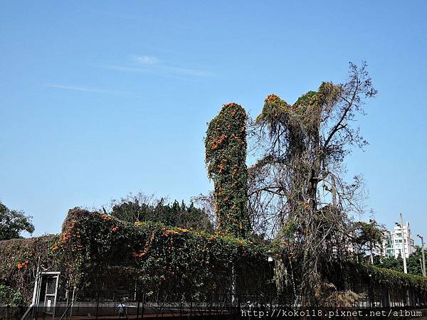 105.2.29 中正網球場-炮仗花13.JPG