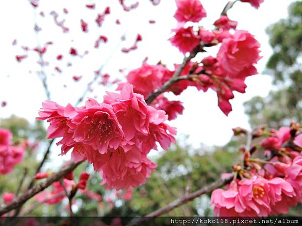 105.3.4 新竹公園-八重櫻2.JPG