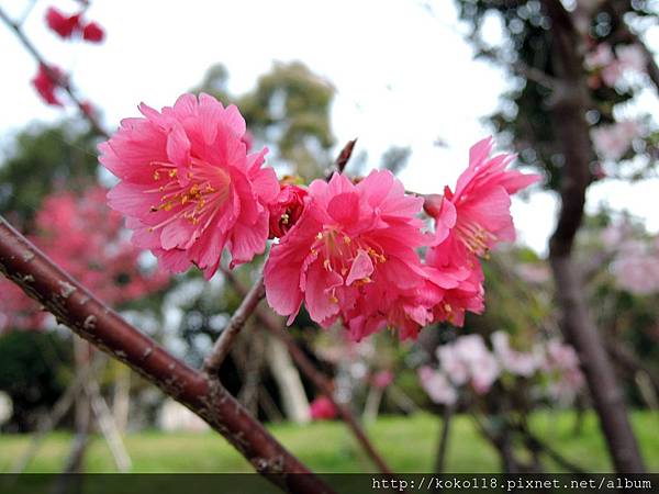 105.3.4 新竹公園-八重櫻6.JPG