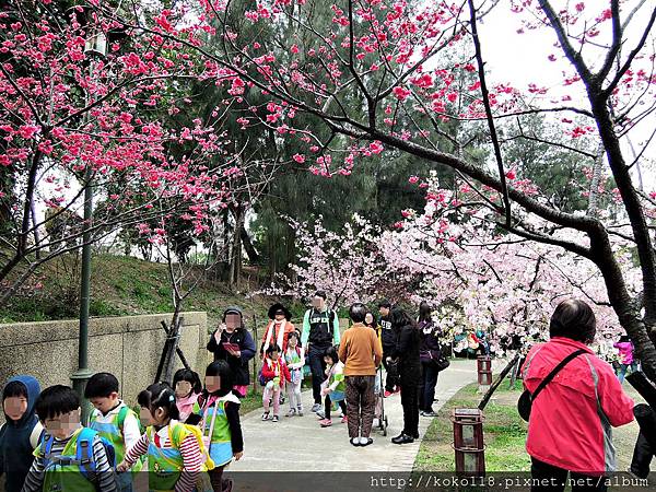 105.3.4 新竹公園-八重櫻,河津櫻.JPG