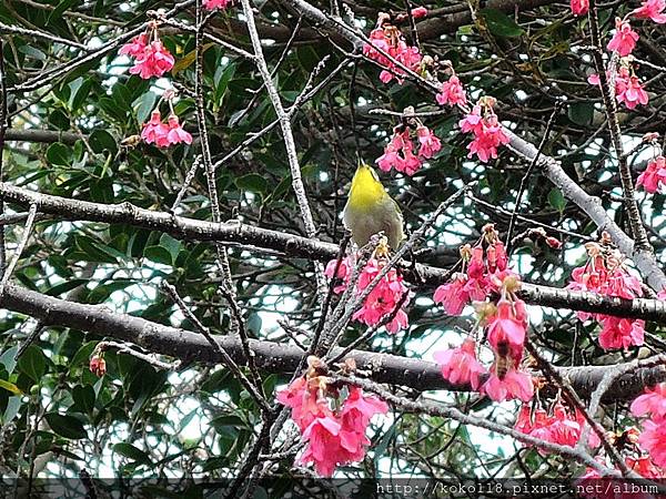 105.3.4 新竹公園-山櫻花,綠繡眼4.JPG