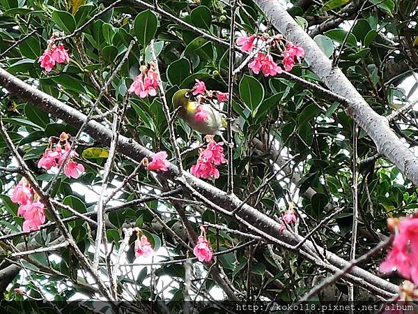 105.3.4 新竹公園-山櫻花,綠繡眼6.JPG