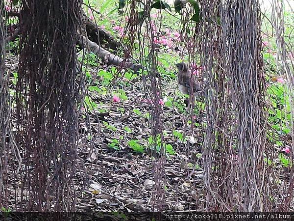 105.3.5 赤土崎公園-不知名的鳥.JPG