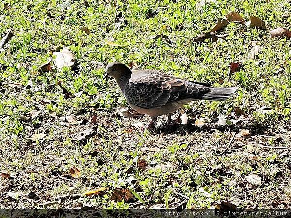 105.3.5 赤土崎公園-金背鳩.JPG