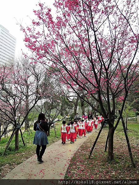 105.3.8 新竹公園-八重櫻2.JPG