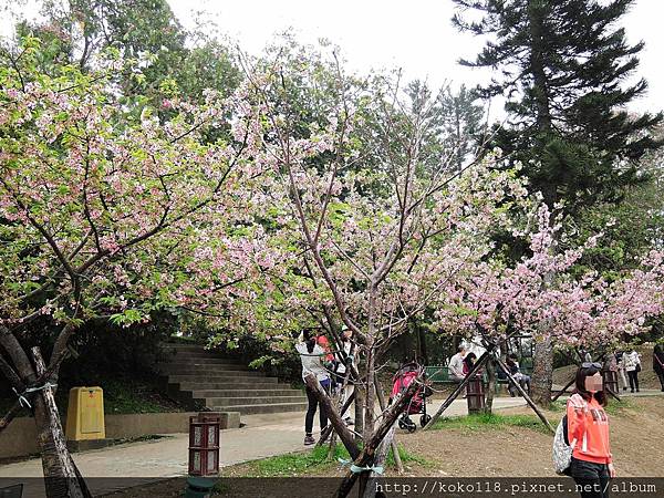 105.3.8 新竹公園-河津櫻5.JPG