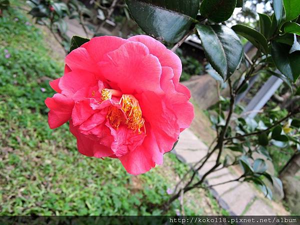 105.3.27 湖畔料亭-茶花1.JPG