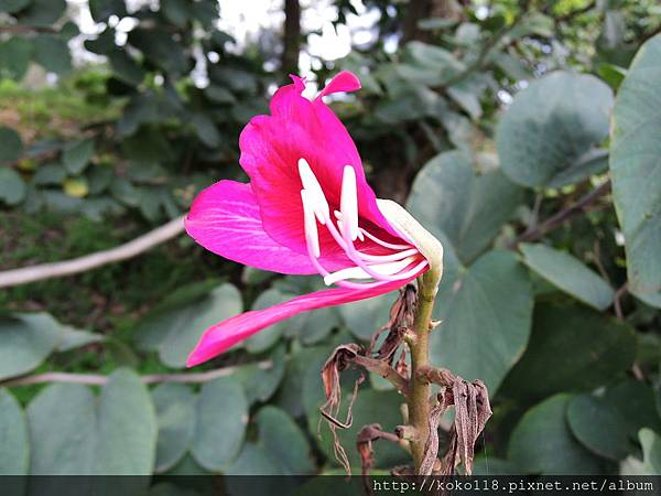 105.3.27 新竹公園-艷紫荊.JPG