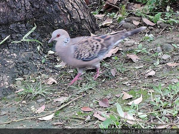 105.4.16 護城河-金背鳩.JPG