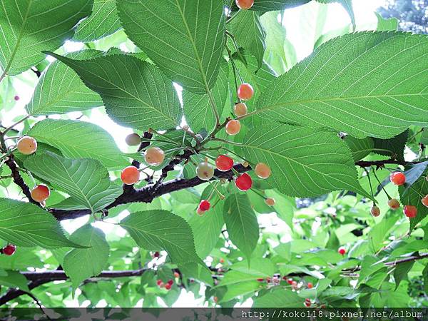 105.4.17 新竹公園-櫻花果2.JPG