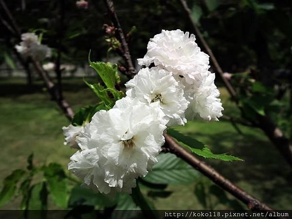 105.4.23 新竹公園-松月櫻.JPG