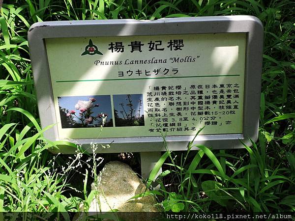 105.4.23 新竹公園-楊貴妃櫻告示牌.JPG